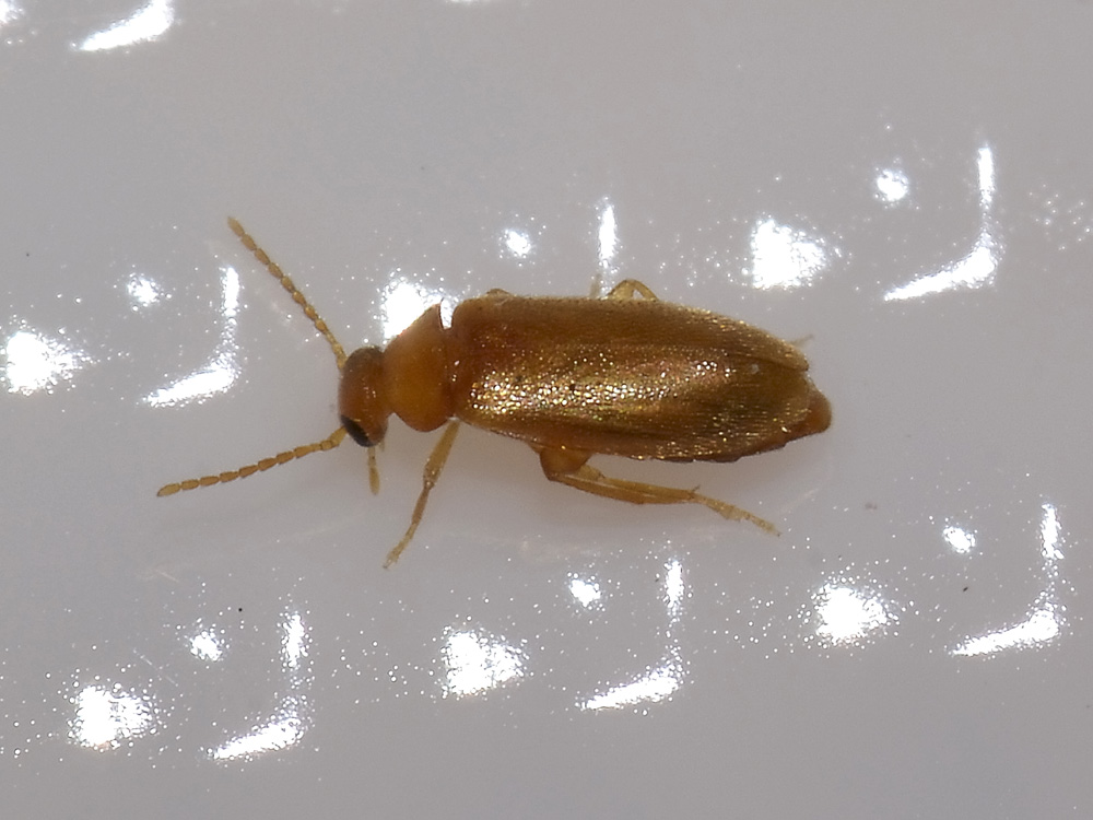 Coleotterino da identificare: Scraptia ophthalmica